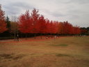 三木山の紅葉