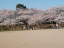 明石中央体育館前の立派な桜並木桜